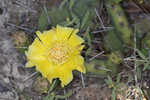 Common pricklypear